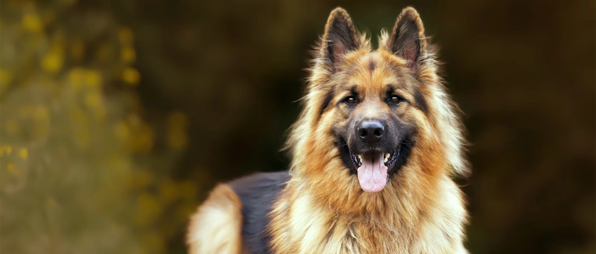 Guard Dogs and Home Security: What Every Family Should Know