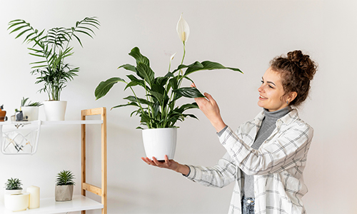 Why-Go-for-All-Season-Indoor-Plants
