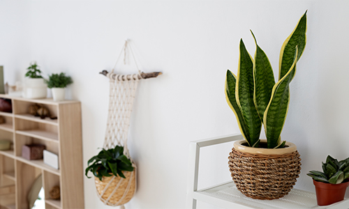 Snake-Plant