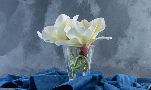 Peace-Lily