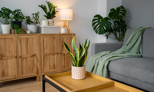 Where-to-Place-These-Green-Beauties
