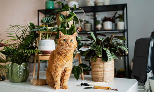 Pet-Friendly-Picks