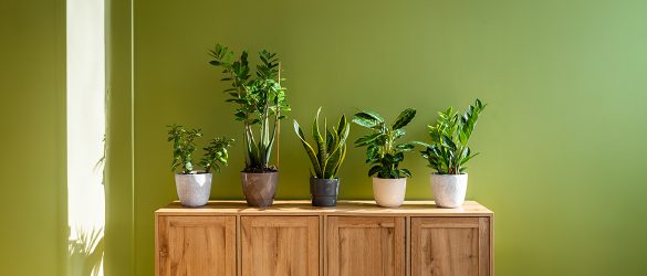 Beautify-Your-Interiors-with-Varieties