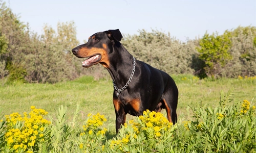 Doberman-Pinschers
