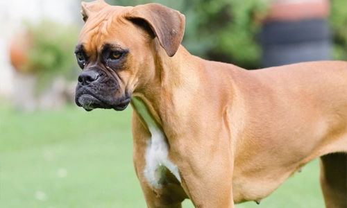 Guard-Dog-Bullmastiffs