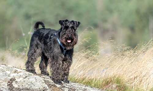 Guard-Dog-Giant Schnauzers