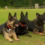 Guard dogs are necessary for safety