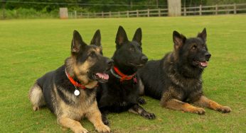 Guard Dogs- Necessary for safety!