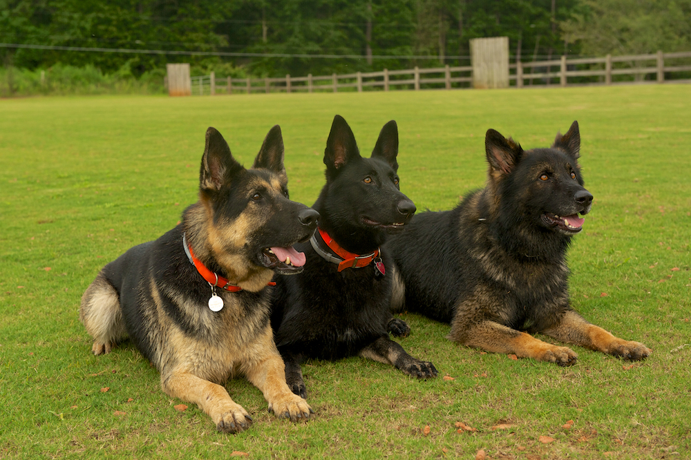 Guard dogs are necessary for safety