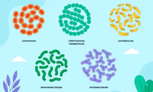 What Are Probiotics, Really