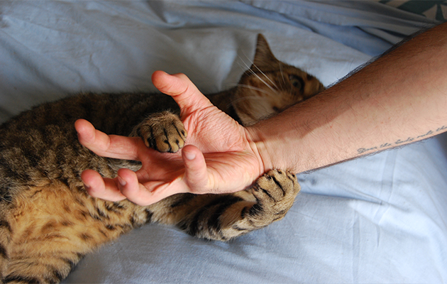 cats can be injurious