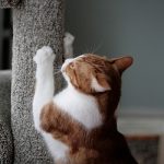 handle clawing habit of your cat