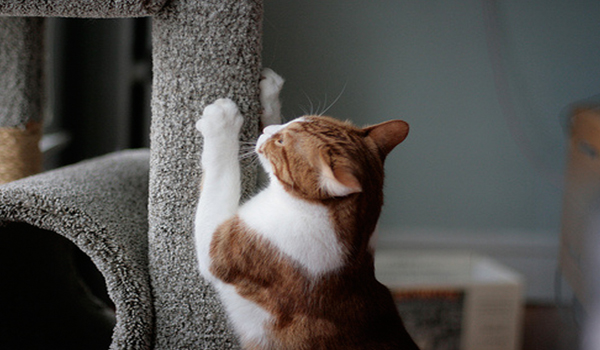 handle clawing habit of your cat