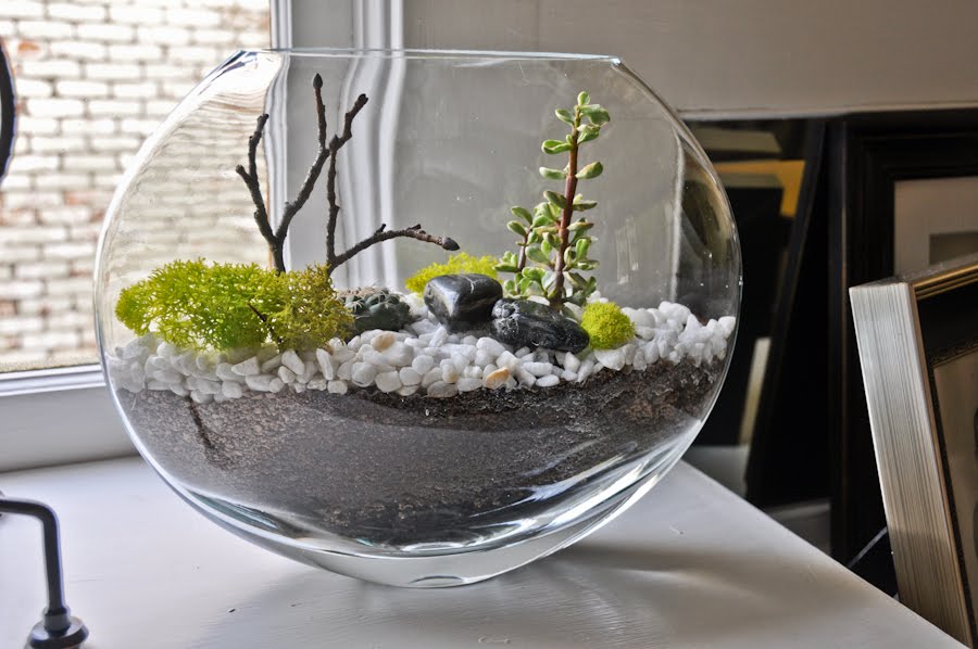 Terrariums Natural Habitat for your Niche
