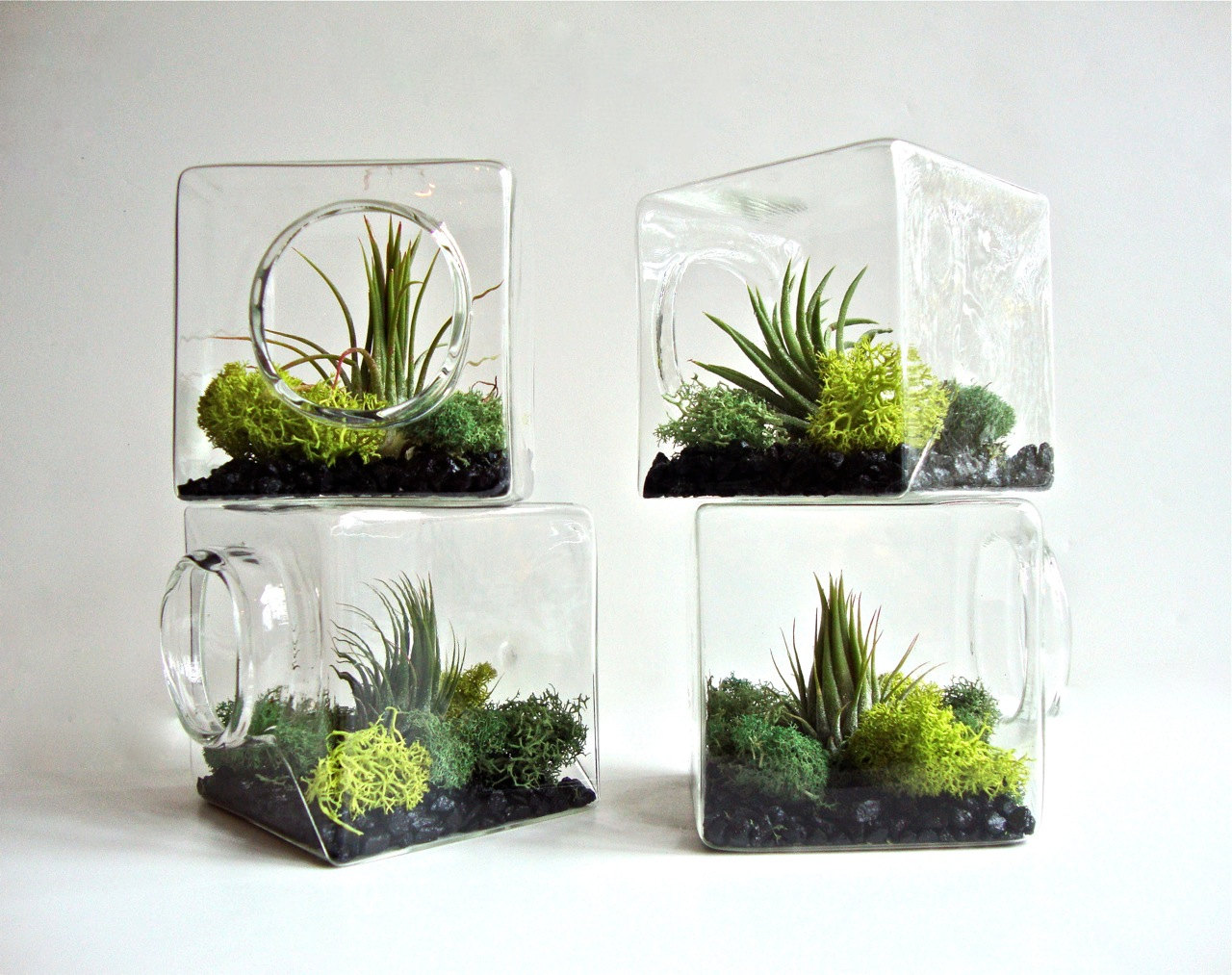 Terrariums Natural Habitat for your Niche