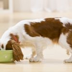 Foods Dogs should never eat