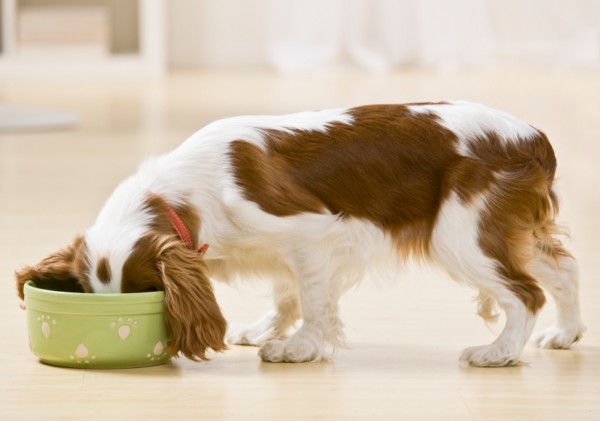 Foods Dogs should never eat