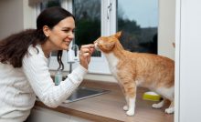 Things-To-Remember-For-New-Cat-Owners