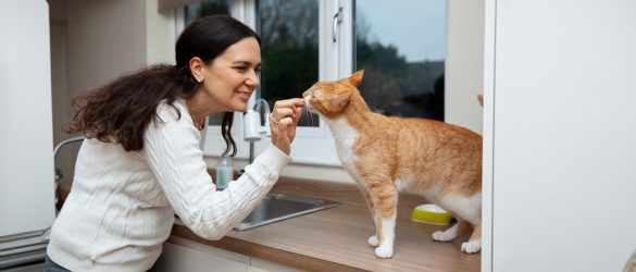 Things-To-Remember-For-New-Cat-Owners