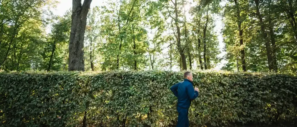 Planting Hedge Plants