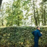 Planting Hedge Plants