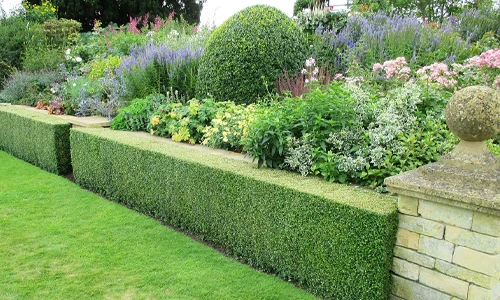 Are Hedge Plants Right