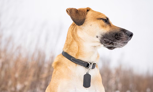 Pet-Collars