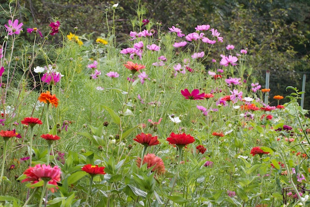 3 Steps to a cutting garden