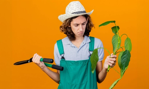 Overcrowding Your Plants
