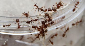 How to Get Rid of Ants
