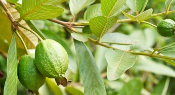 Guava Leaves : Benefits, Weight Loss, How to Use