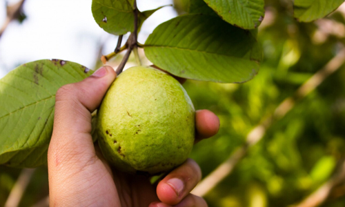 Goodness-of-Guava-Leaves