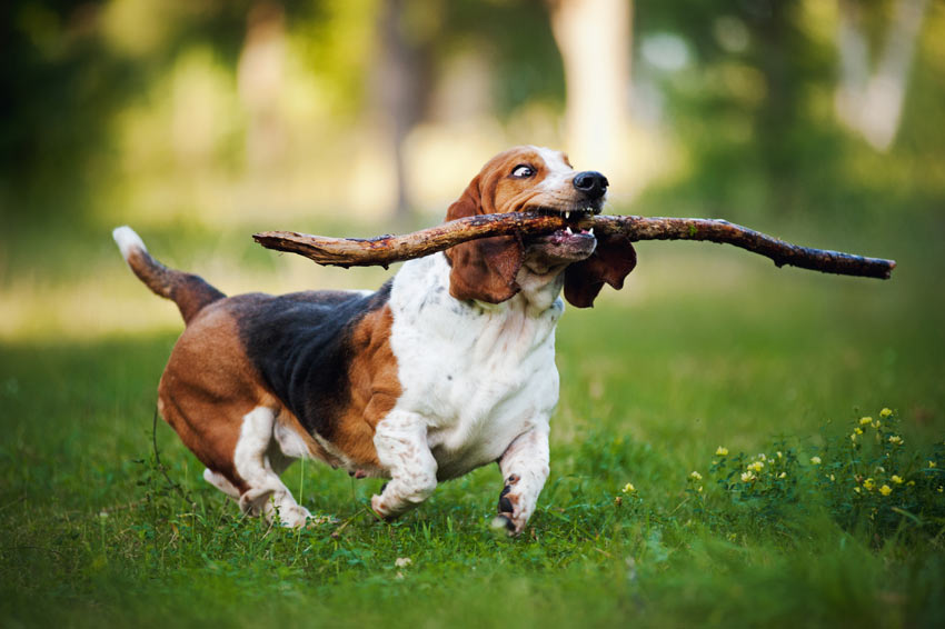 FETCH