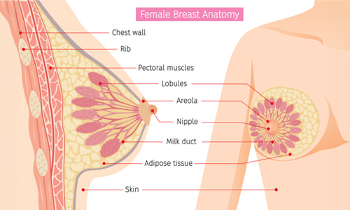 Anatomy-of-Breasts