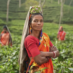 Image of a tea plantation women workers