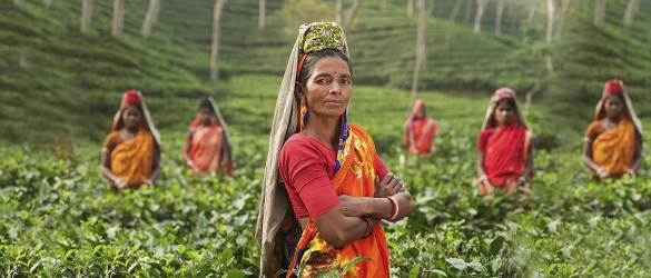 Image of a tea plantation women workers