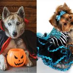 Pet dressing