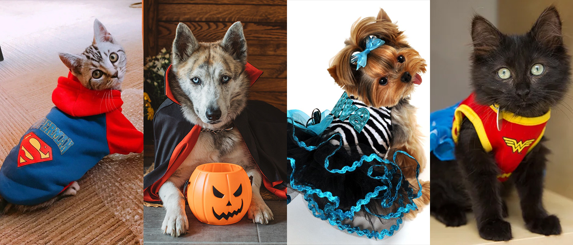 All About Advantages & Disadvantages of Dressing Up Your Pet