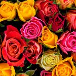 Different Colour Roses
