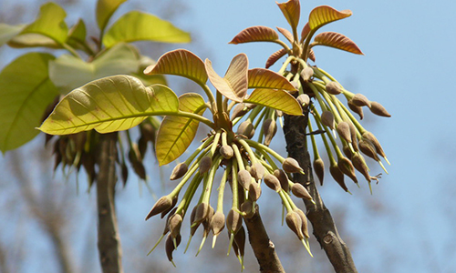 Mahua Tree History