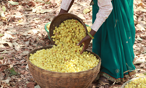 How is Mahua Cultivated and Processed?