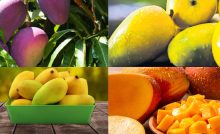 Costly mango varieties