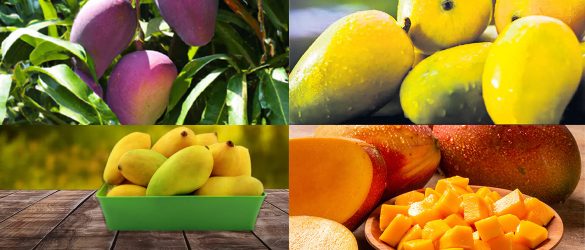 Costly mango varieties
