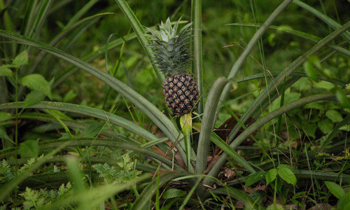 Process of Pinatex