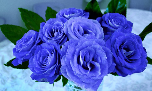 Blue roses