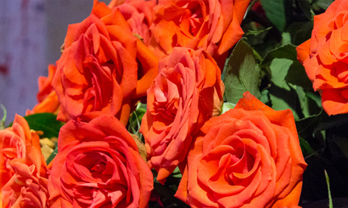 Orange roses