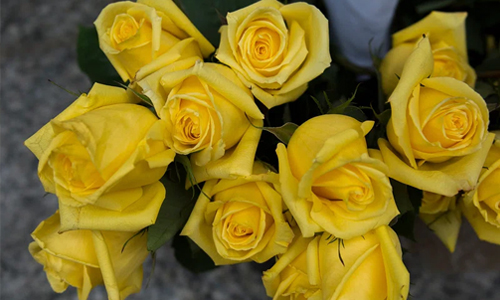 Yellow roses