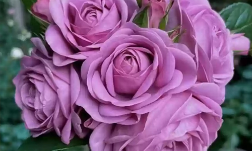 lavender roses