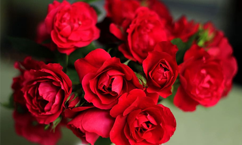 red roses