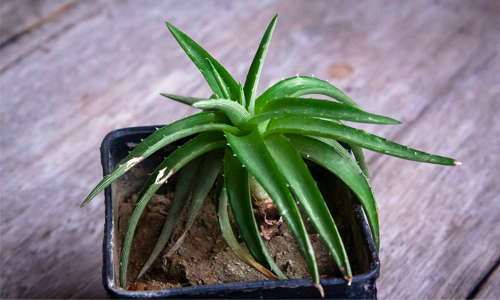 Aloe Vera